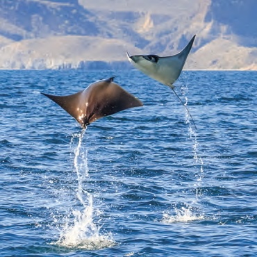 Baja rays