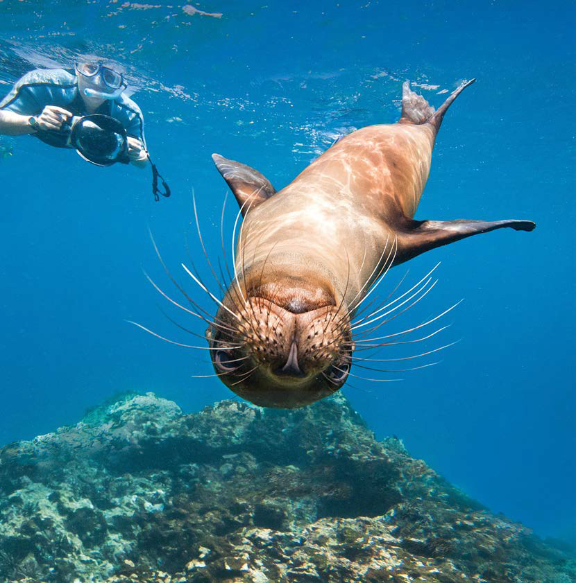 Galapagos Seal