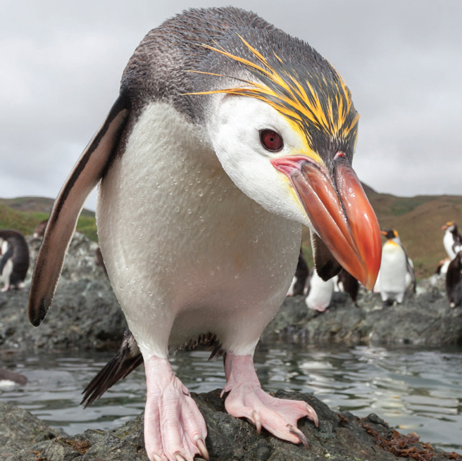 Penguin