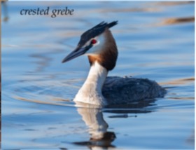 Grebe