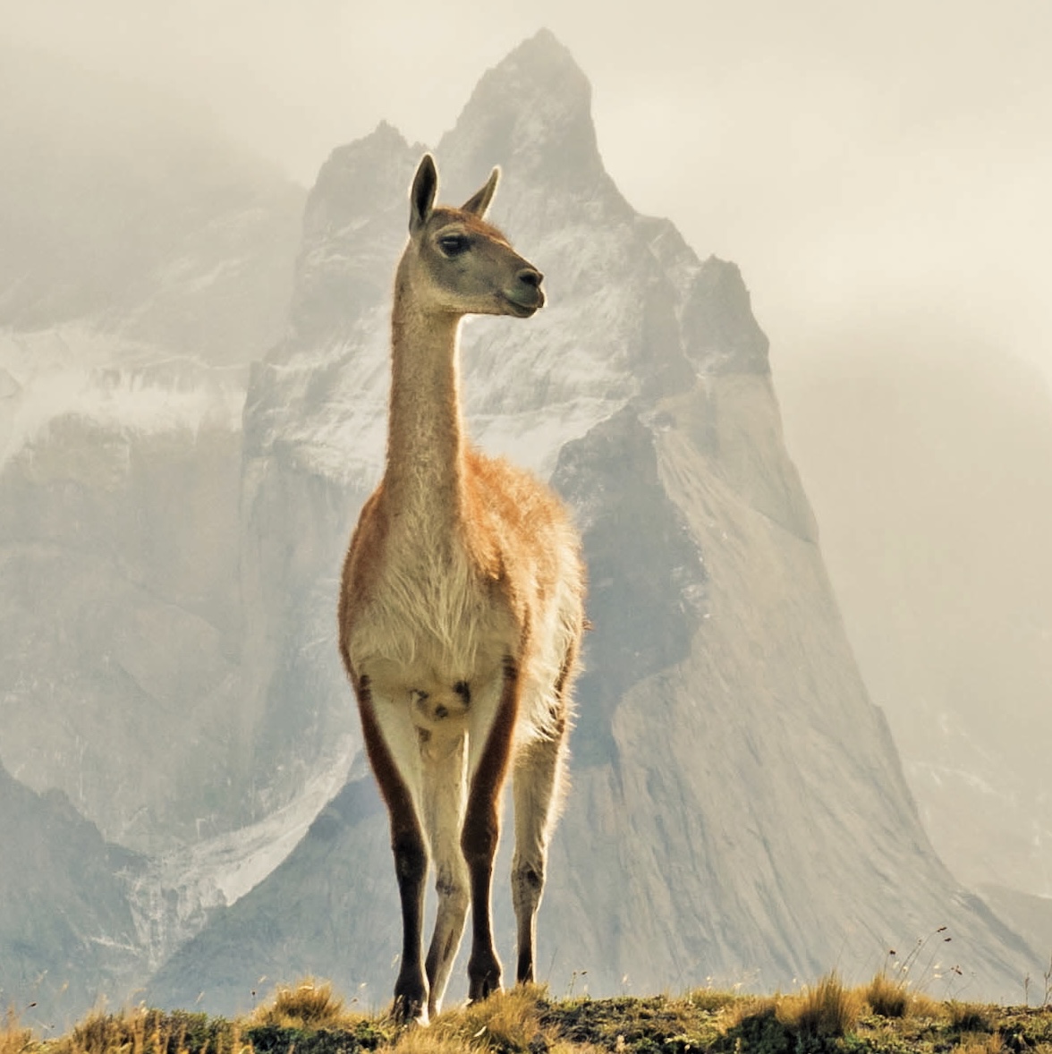 Llama