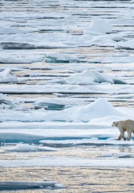 Polar Bear