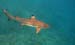 2_amelia_shark