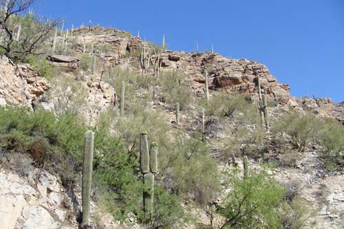 1. Sonoran Desert