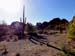 10.eveningoverSonorandesert