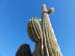 2. Saguaro Cactus ready to bloom