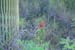 24.NorthernCardinaleveninglighta