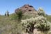 27.PhoenixBotanicalGarden-TeddyBearCactusa