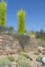 28.PhoenixBotanicalgarden-Chilhulyglasssculpturea