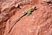 31.CollaredlizardMeteorCratera