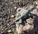 38.DesertLizard,WupatkiPuebloParka