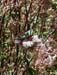 4. Annas hummingbird nesting