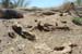 6. Prairie dogs Sonoran Desert