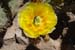 8. Prickly Pear flower