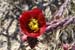 9.BuckhornChollaflowering