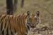 M-Tiger 9W-0028