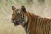 M-Tiger 9W-0035c