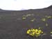 35  Flowers in Lava