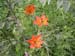 56 Wild Lillies