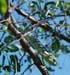 chameleonintree