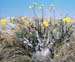 flowerPachypodia