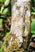 geckofront