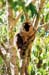 lemurBrown03