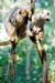 lemurBrownpair