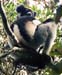 lemurIndri02