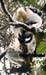 lemurIndri03