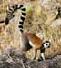 lemurRingwild1