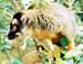 lemurgreybamboo1