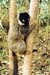 lemurgreybamboo2