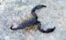 scorpion