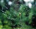 spidercrab+web