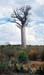 treeBaobob1