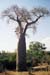 treeBaobob2
