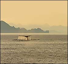 Sea of Cortez