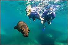 Sea of Cortez