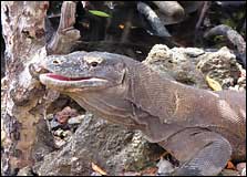Bali Dragon