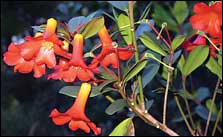 bali flowers