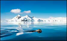 Mother and baby penguin