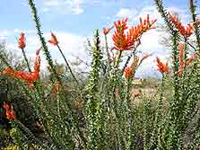 Arizona Expeition
