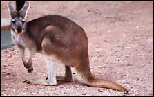 kangaroo