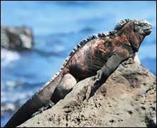 lizard