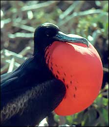 frigate bird