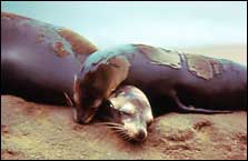 seals