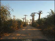 baobab tree