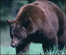 Bear