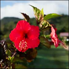 Hibiscus